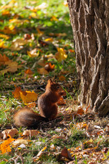 a squirrel sitting under a tree in Kadriorg park in Tallinn, Estonia