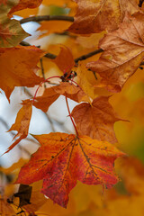 orange and yellow maple leaves in Kadriorg park in Tallinn, Estonia