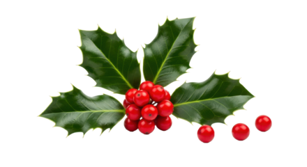 Festive sprig of bright red holly berries with glossy green leaves conveying joy and a classic Christmas cheer