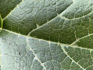 Explore the intricate details of a vibrant green leaf with stunning texture for a natural backdrop