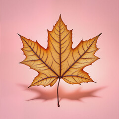 Obraz premium Single autumn maple leaf with detailed veins on a soft pink background