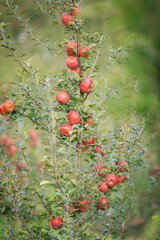 Red apples grow on tree in the orchard