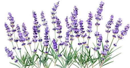 Naklejka premium Watercolor lavender flowers isolated on white background artistic botanical illustration close up floral design element for springtime