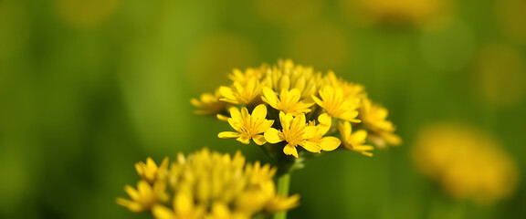 Obraz premium Closeup of Yellow Wildflowers Blooming in a Field with Green Background Bokeh, Nature Scene