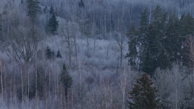 Quiet winter forest with a mix of frosted deciduous trees and dark evergreens, showcasing natural seasonal transition in a dense woodland.