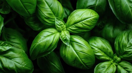 Fresh Green Basil Leaves Swirling Together in a Lush Garden Close-Up, Vibrant Eco-Friendly Culinary Herb for Flavorful Kitchen Creations