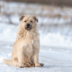 Domestic dog (Canis lupus familiaris) in winter.