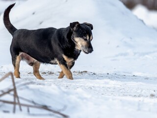 Domestic dog (Canis lupus familiaris) in winter.