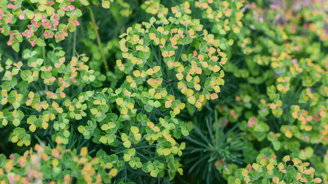 Spiny spurge Euphorbia lathyris, flowering plants in garden