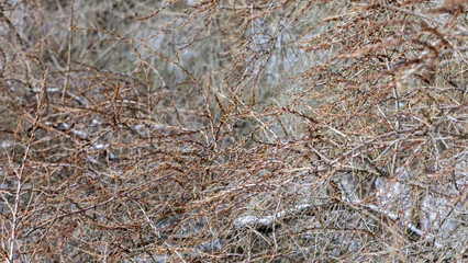 Dry, very dense, brown branches of shrubs on a blurred gray winter background