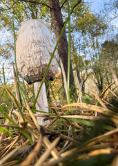 A shaggy ink cap mushroom growing in lush pine needles during the fall season in a garden setting