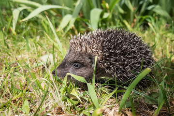 Little young hedgehog (Erinaceus europaeus) in summer forest looking for food.