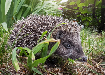 A tiny hedgehog, all curled up on green grass, looks adorable. A little hedgehog is having fun playing in the grass