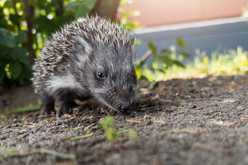 Portrait of a cute little hedgehog in its natural environment. Front view, shallow depth of field