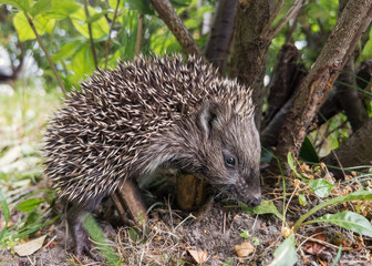 A little hedgehog looking for food under a bush