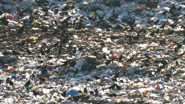 A large flock of black birds and gulls scavenging for food on a sprawling, massive garbage dump. Environmental disaster and waste management crisis. The problem of plastic and refuse pollution. - Powered by Adobe