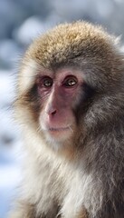 Naklejka premium Japanese snow monkey portrait captures winter’s beauty with intense gaze and soft lighting