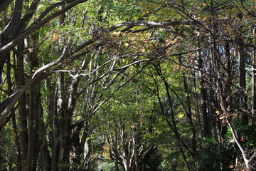 Trees with green, yellow and brown leaves in natural forest background. Trees in autumn forest on a sunny day.