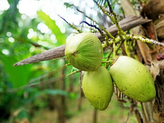 Coconut fruits in close up, with nature blurry background