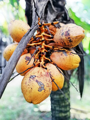 Coconut fruits in close up, with nature blurry background