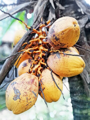 Coconut fruits in close up, with nature blurry background