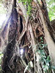 Big Banyan Tree and details, in close up growth in the nature
