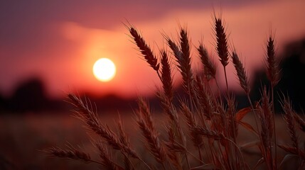 Naklejka premium Golden wheat stalks silhouetted against a vibrant sunset sky casting a warm serene glow over the rural landscape at dusk