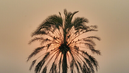 Sunrise Behind Palm Tree Silhouette with Birds in Rural Landscape