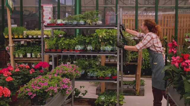 Happy young nursery worker pushing a metal cart filled with potted plants and flowers, smiling and waving at the camera while rearranging the displays in a large, bright greenhouse