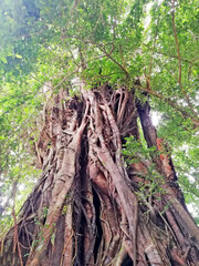 Big Banyan Tree and details, in close up growth in the nature