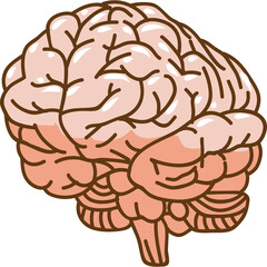 Illustration of a pink and tan human brain with detailed convolutions and cerebellum on a transparent background representing cognitive function and neurology