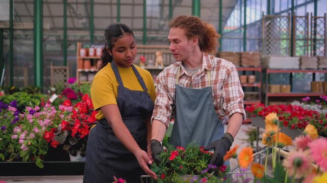 Diverse team of smiling florists in aprons choosing flowering potted plants for a customer's order, working together with a shopping cart full of flowers inside a large modern greenhouse - Powered by Adobe