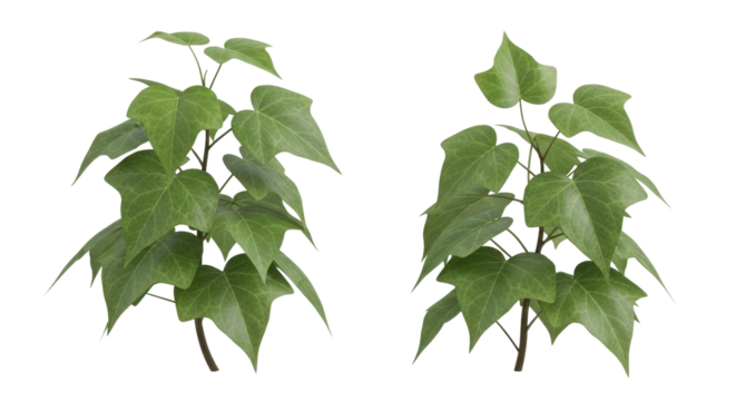 Lush green ivy plants for garden designs, ideal for adding a touch of natural elegance to your creative projects