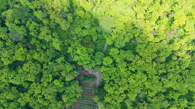 Drone footage presenting a striking contrast between a dense green Teak (Jati) forest plantation and brown tilled fields, divided by a road, offering compelling geometric views of the landscape.