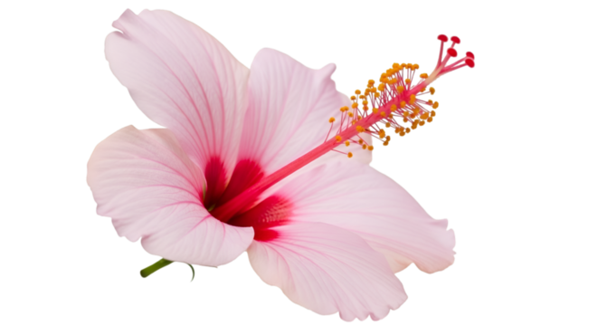 Pink Hibiscus Flower Isolated tropical bloom