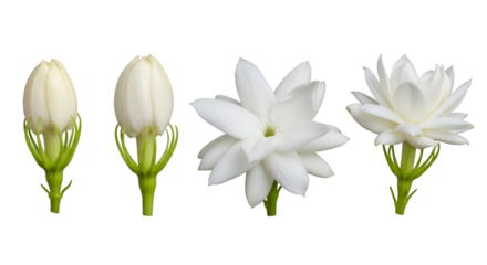Stages of Jasmine Flower Blooming on Black Background