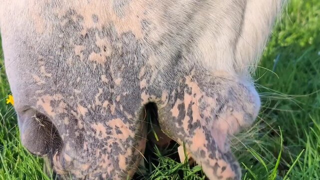  Close up of a white horse mouth grazing on a grassy meadow during summer time. Rural farmland scenery. 4K
