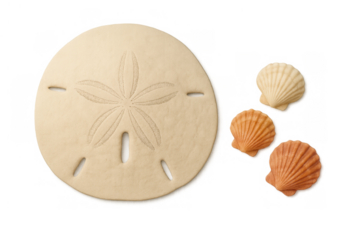 Sand dollar and colorful scallop shells isolated on a transparent background, depicting marine life and a summer holiday vibe