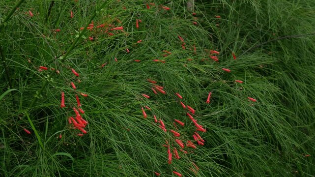 Red Russelia Equisetiformis Firecracker Plant Tubular Flowers Blooming on Green Background Bokeh