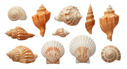 Elegant collection of seashells with intricate patterns ready for coastal designs or vacation themed projects in your style