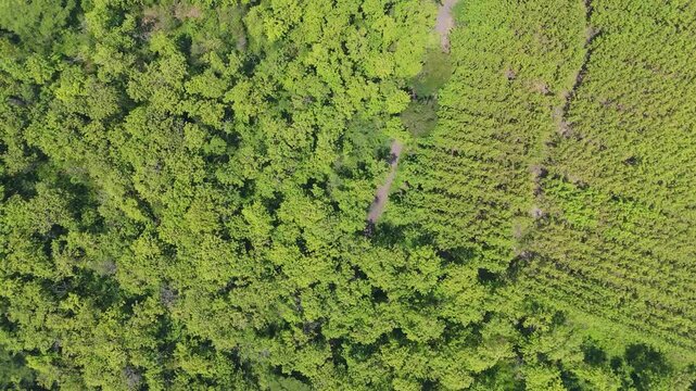 Drone footage presenting a striking contrast between a dense green Teak (Jati) forest plantation and brown tilled fields, divided by a road, offering compelling geometric views of the landscape.