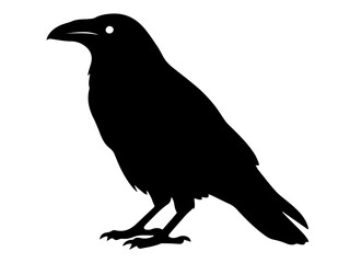 crow on white background