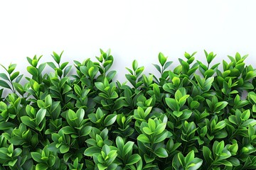 Fototapeta premium Fresh green boxwood hedge against white background, creating natural border for landscaping and garden design.