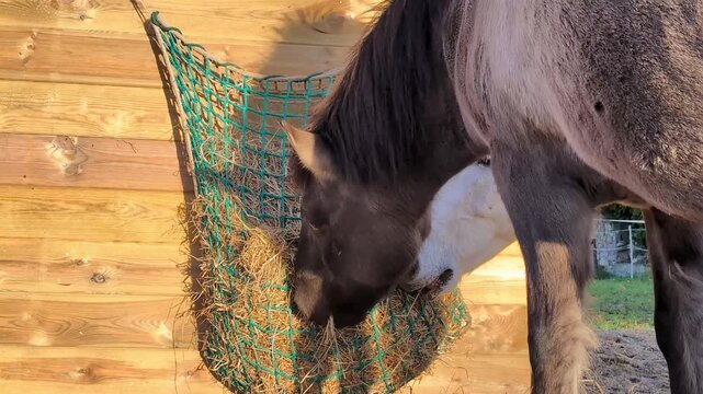 Two horses enjoying hay in a paddock during golden hour with soft sunlight illuminating their coats. High quality 4k footage	