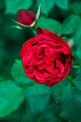Red rose in the summer garden. A delicate purple rose on a green background