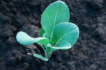 young green cabbage in the garden. green vegetable in the garden.cabbage cultivation concept	