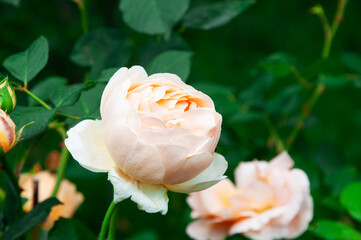 rose Jude the Obscure on a dark background. A delicate orange rose in a green garden	