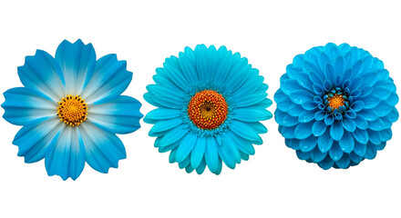 Three vibrant blue flowers with orange centers on black background
