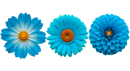 Three vibrant blue flowers with orange centers on black background