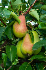 ripe pears on the tree. juicy fruits in the garden. sweet pears on the background of the garden. fruit growing concept	